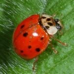 Pictures of Ladybug