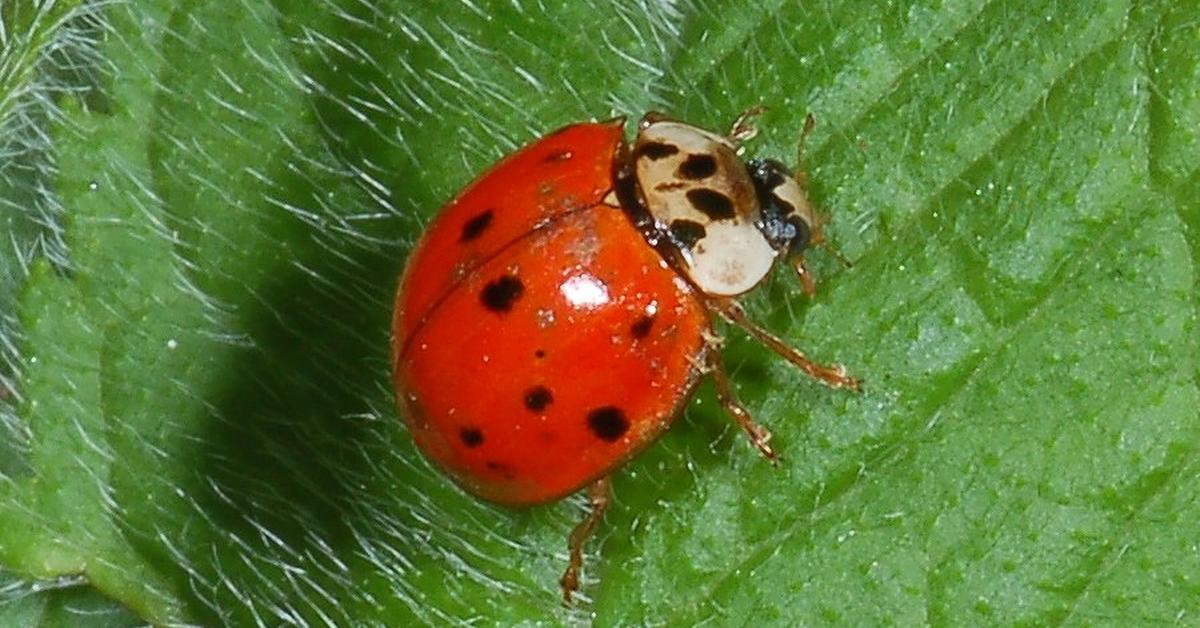 Pictures of Ladybug