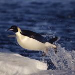 Pictures of Emperor Penguin