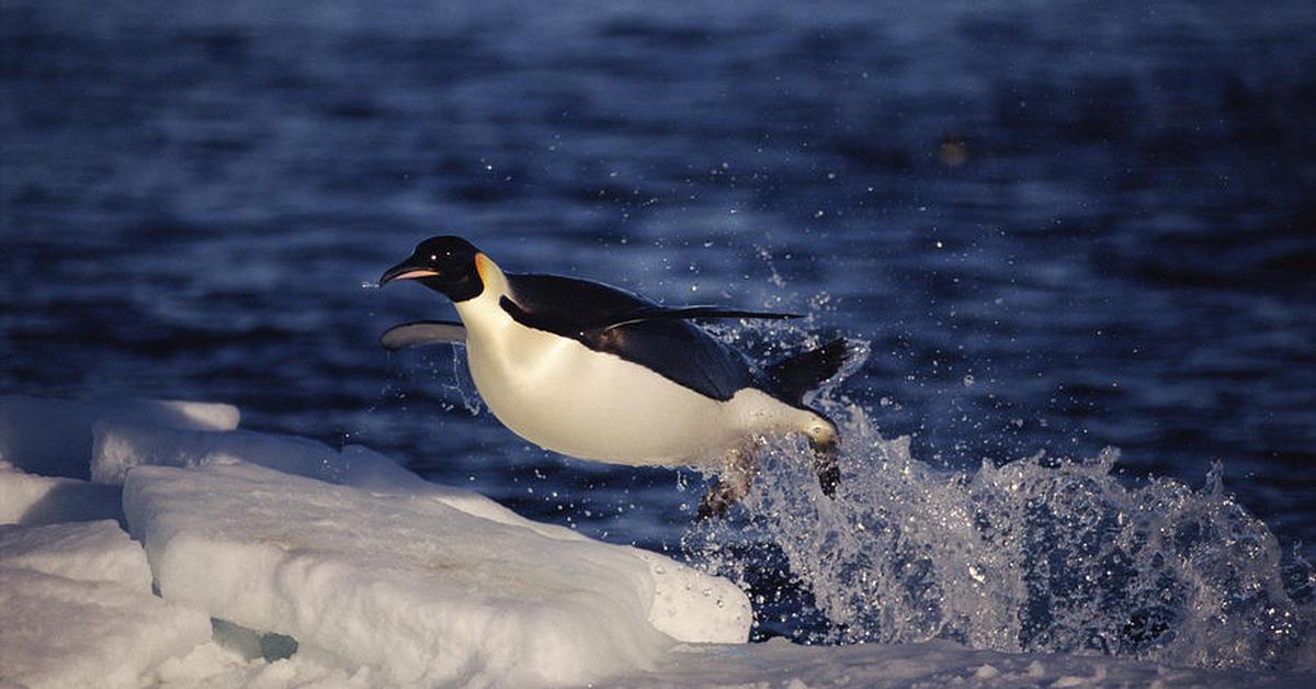 Pictures of Emperor Penguin