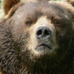 Pictures of Bear