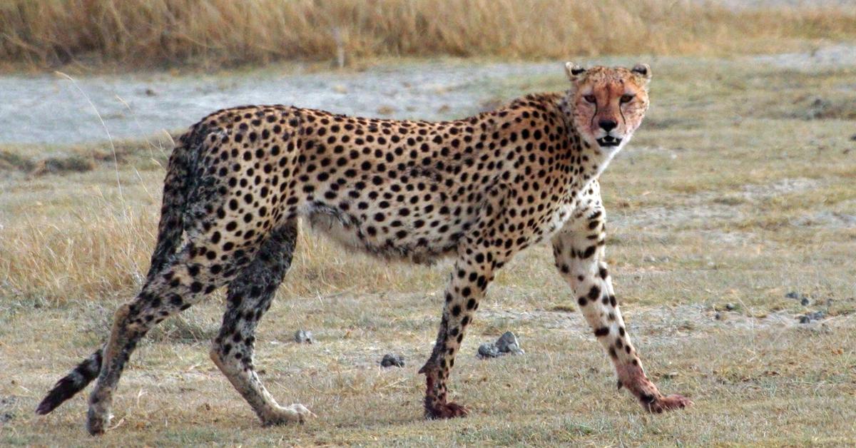 Pictures of Cheetah