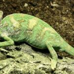 Pictures of Chameleon