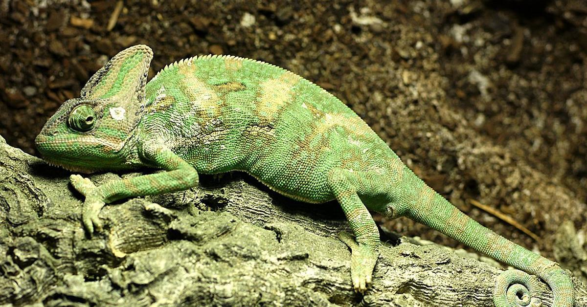 Pictures of Chameleon