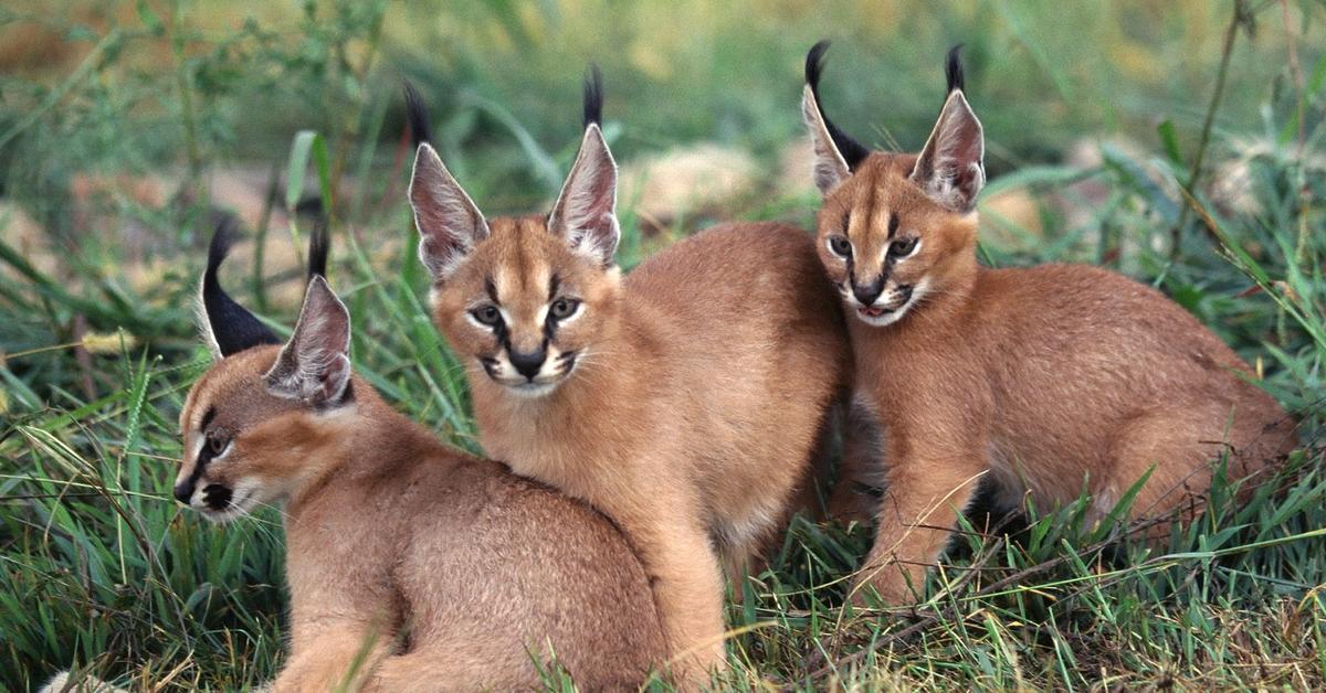 Pictures of Caracal