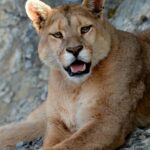 Pictures of Mountain Lion