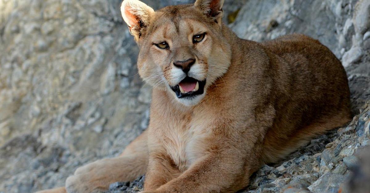 Pictures of Mountain Lion