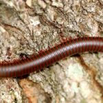 Pictures of Millipede