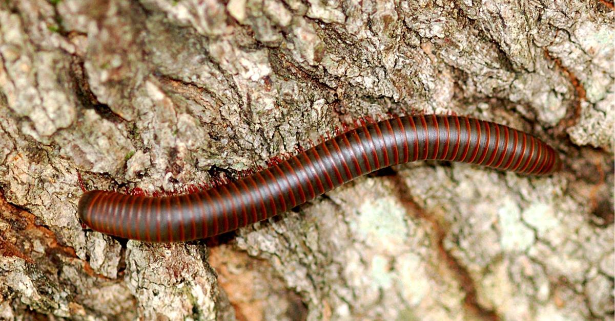 Pictures of Millipede