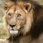 Pictures of Lion