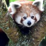 Pictures of Red Panda