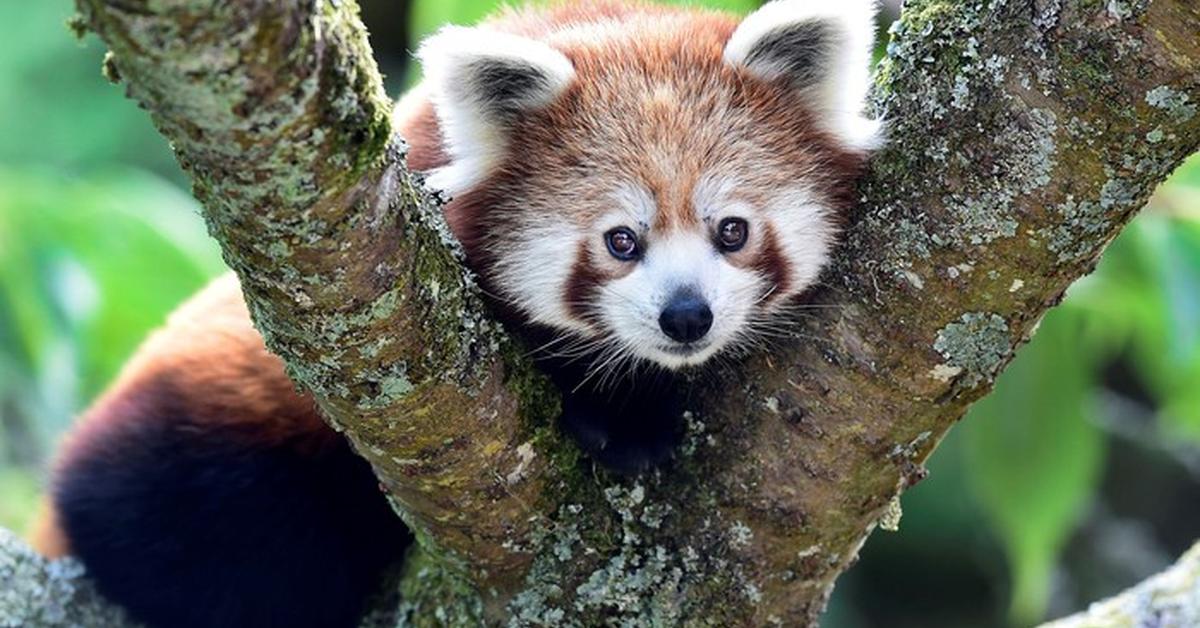 Pictures of Red Panda