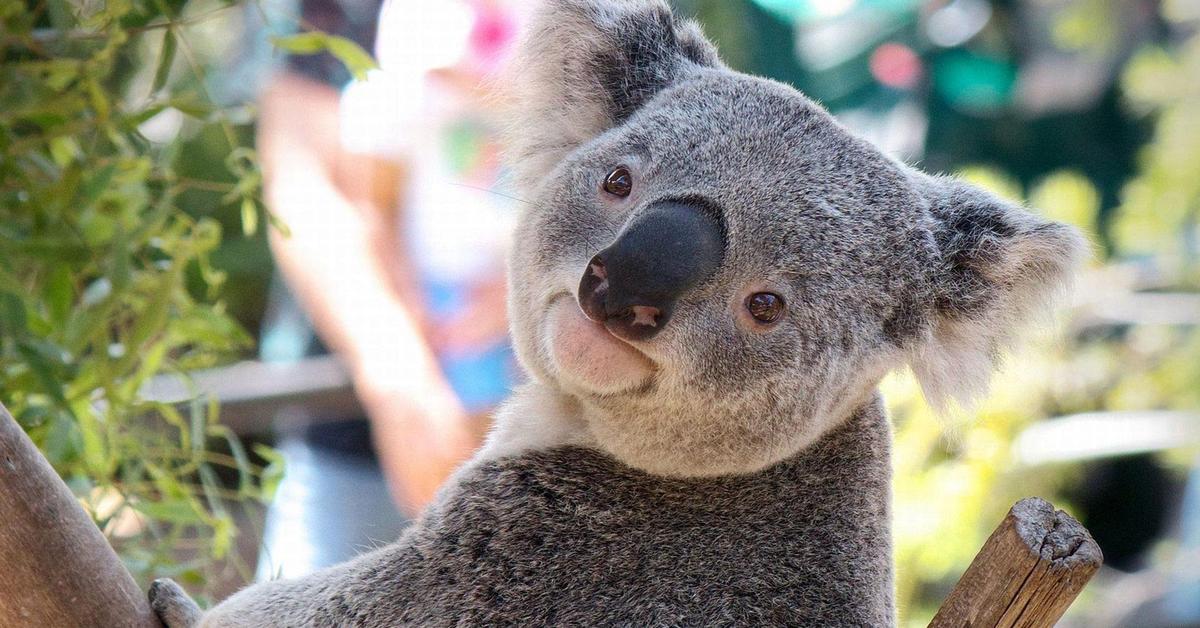 Pictures of Koala