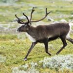 Pictures of Reindeer