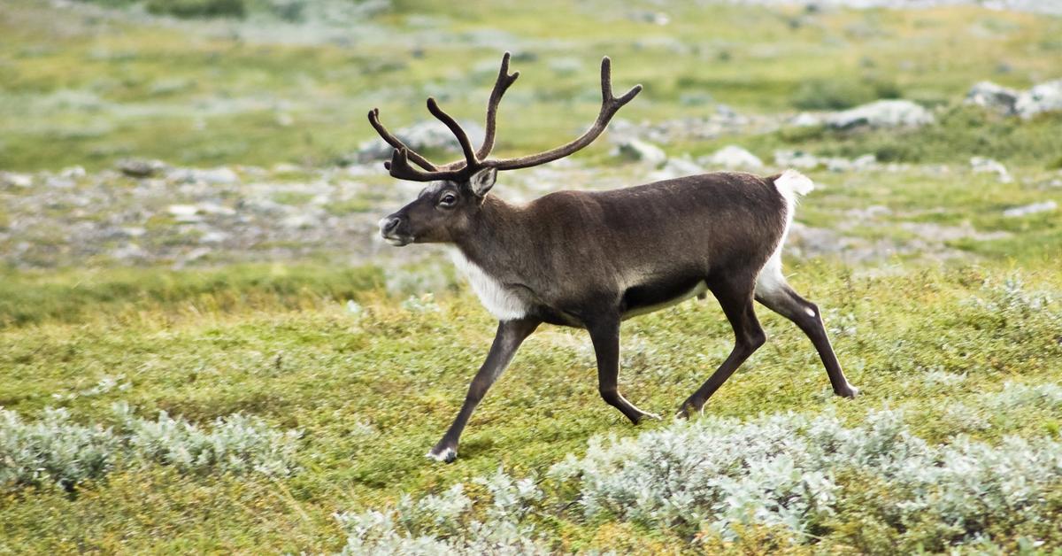 Pictures of Reindeer