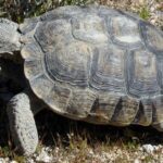 Pictures of Desert Tortoise