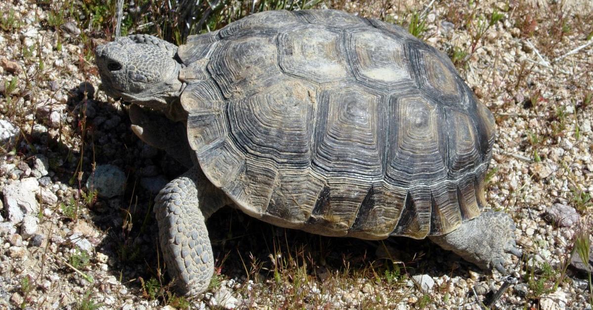 Pictures of Desert Tortoise