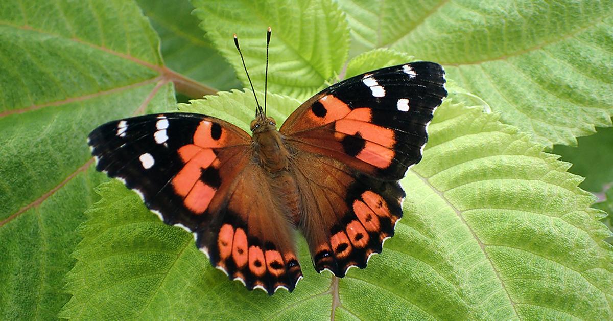 Pictures of Kamehameha Butterfly