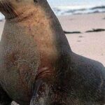 Pictures of Sea Lion