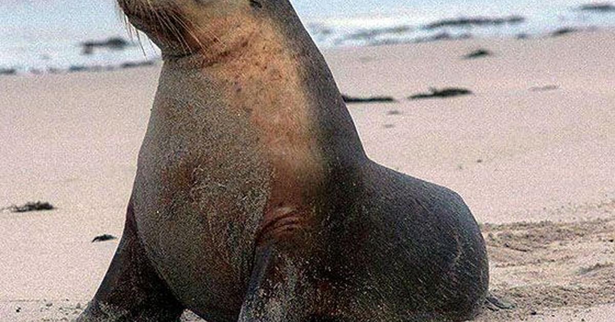 Pictures of Sea Lion