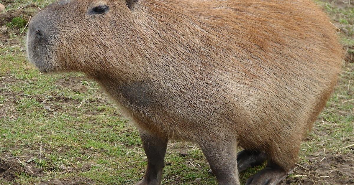 Pictures of Capybara