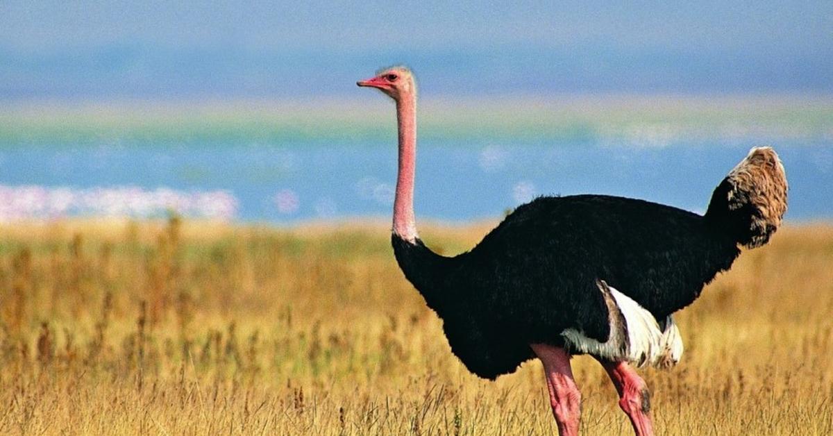 Pictures of Ostrich