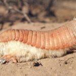 Pictures of Pink Fairy Armadillo