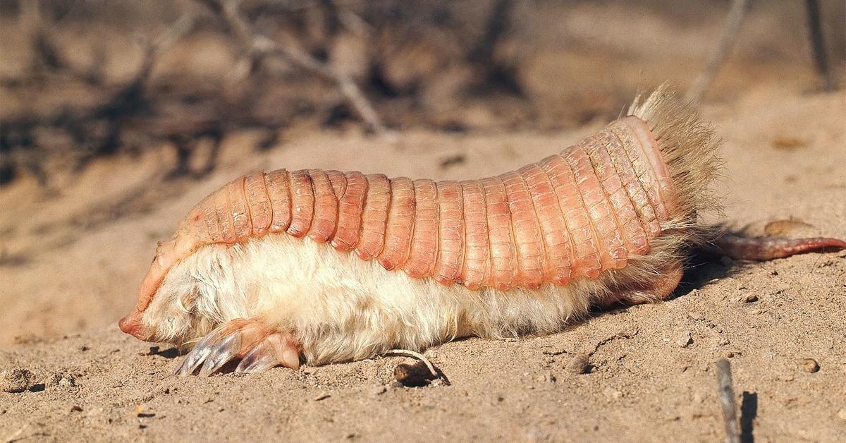 Pictures of Pink Fairy Armadillo