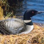 Pictures of Common Loon