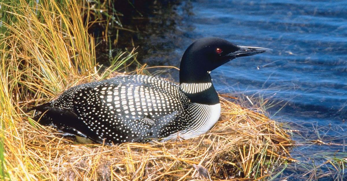 Pictures of Common Loon