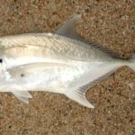 Pictures of Jack Crevalle