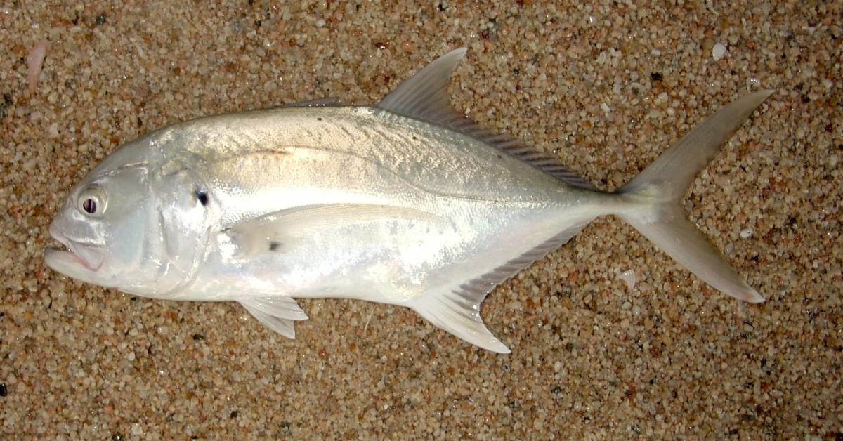 Pictures of Jack Crevalle