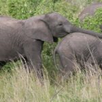 Pictures of African Bush Elephant