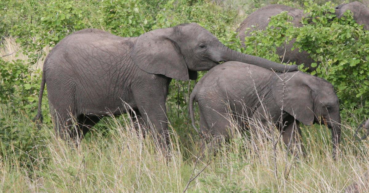 Pictures of African Bush Elephant