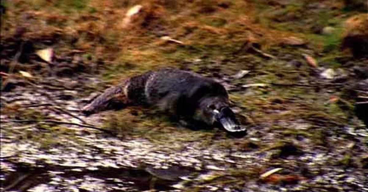 Pictures of Platypus