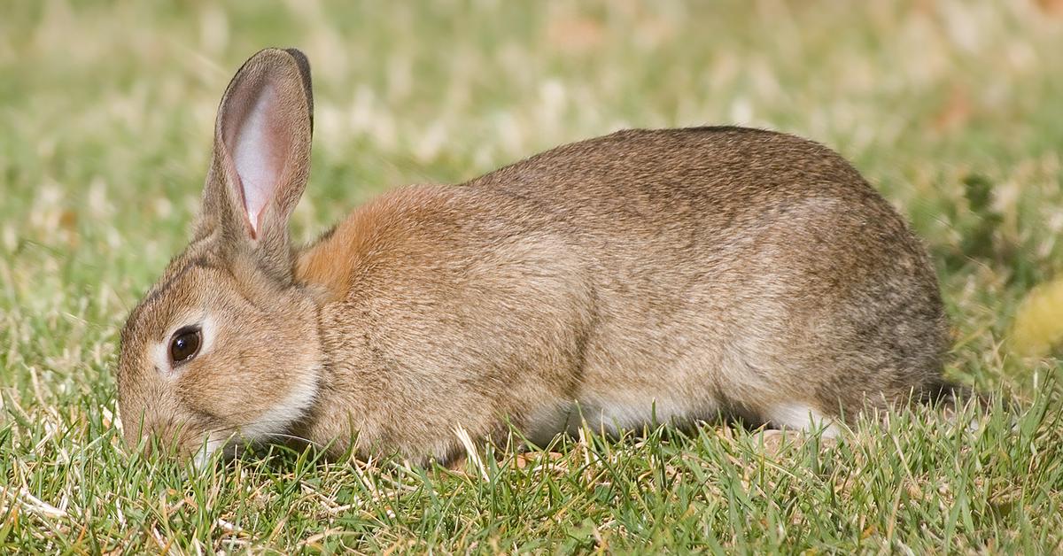 Pictures of Rabbit