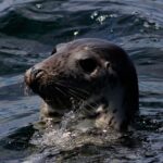 Pictures of Grey Seal