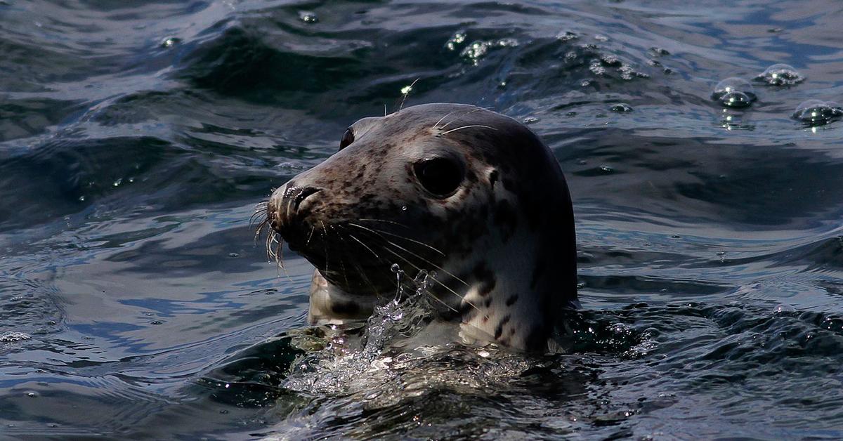 Pictures of Grey Seal