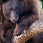 Pictures of North American Black Bear