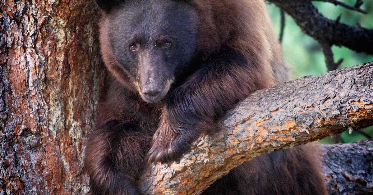 Pictures of North American Black Bear