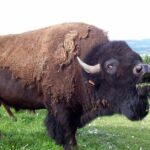 Pictures of Bison