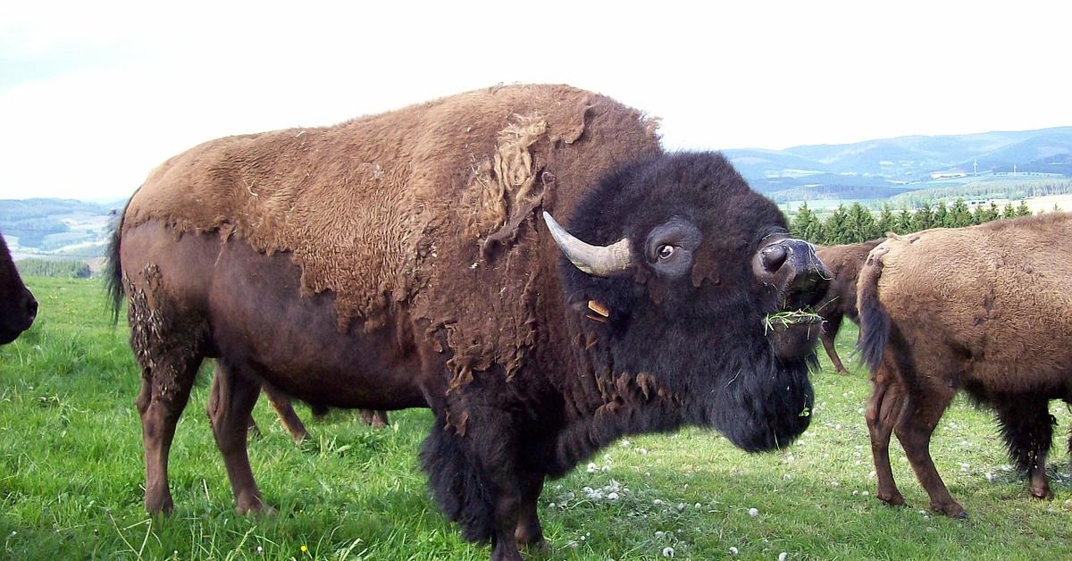 Pictures of Bison