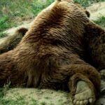 Pictures of Brown Bear