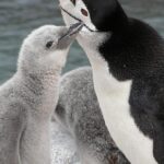 Pictures of Chinstrap Penguin