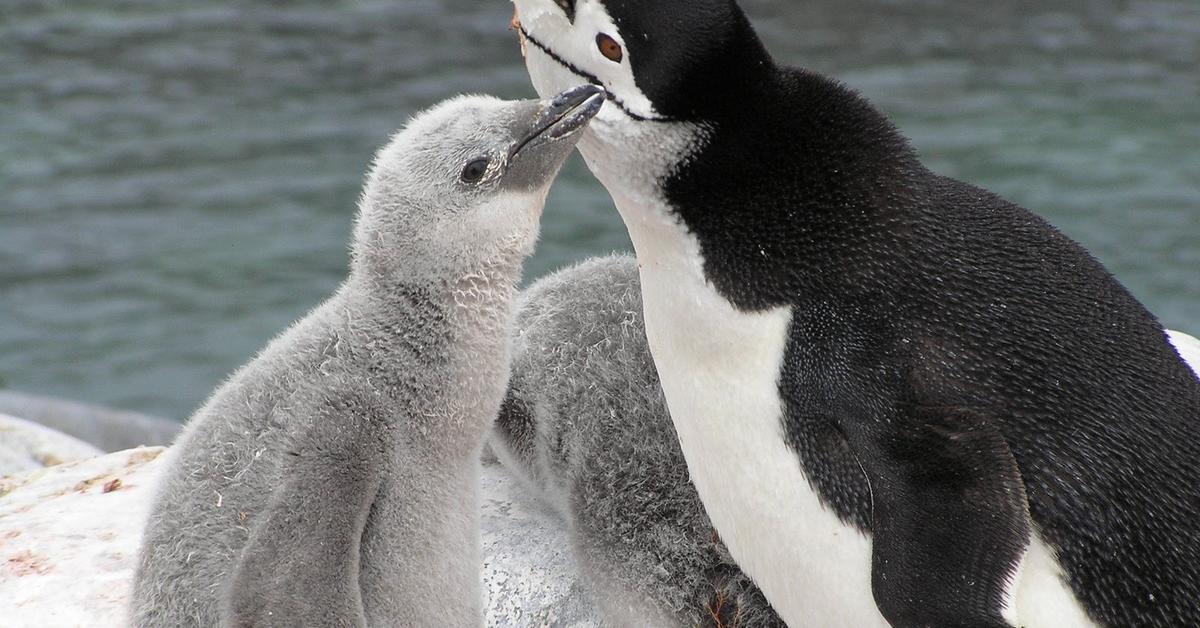 Pictures of Chinstrap Penguin