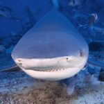 Pictures of Bull Shark