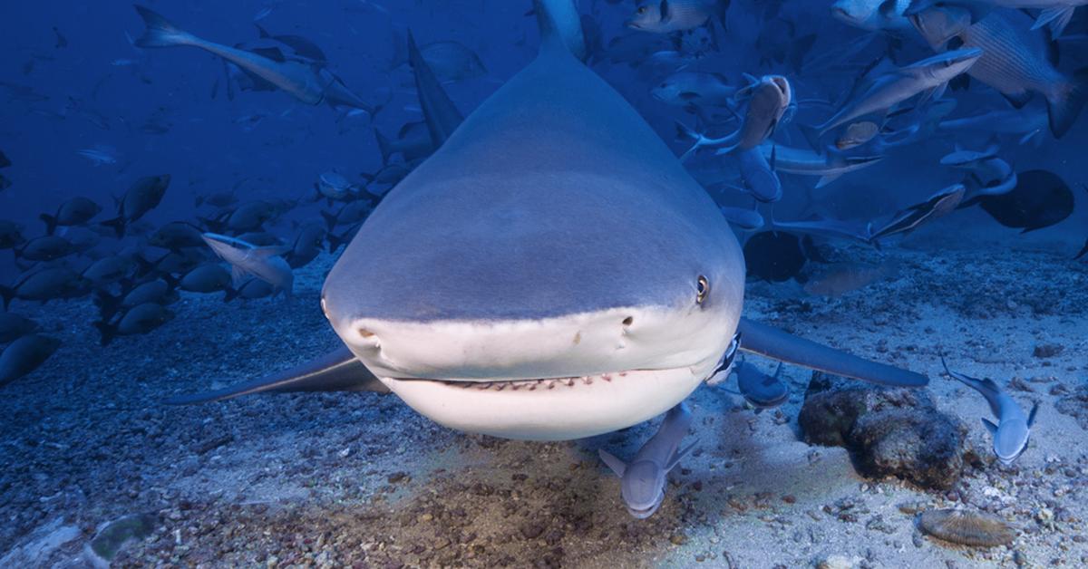 Pictures of Bull Shark