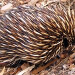 Pictures of Echidna