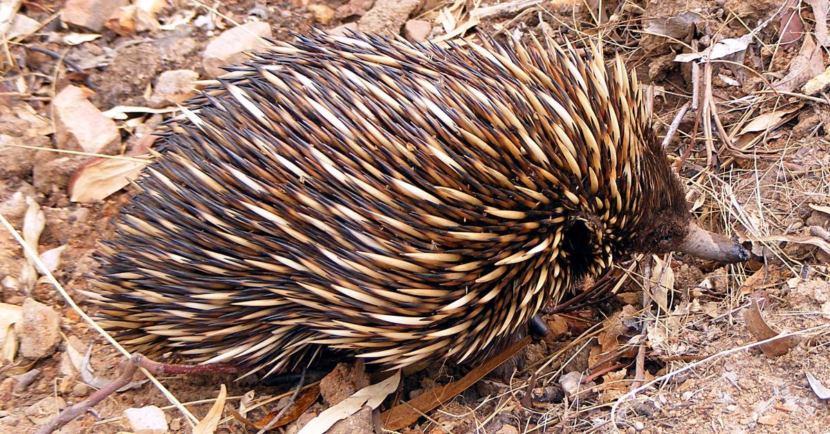 Pictures of Echidna