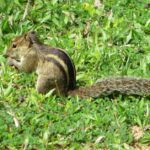 Pictures of Indian Palm Squirrel